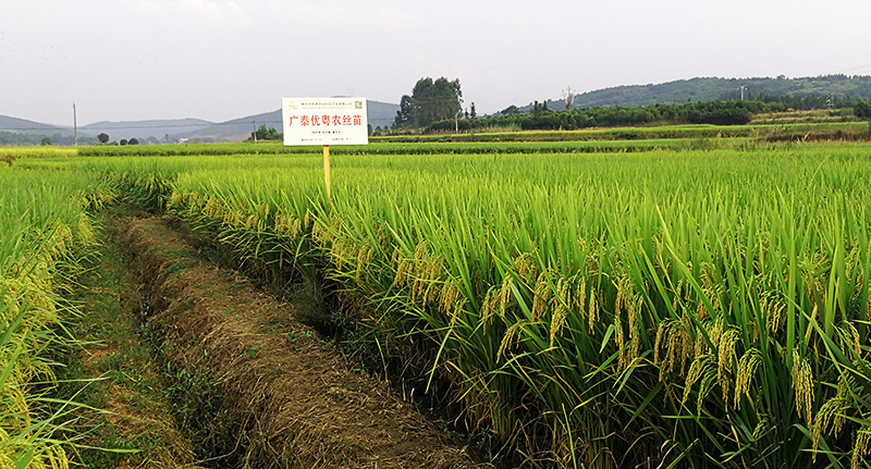 廣泰優(yōu)粵農(nóng)絲苗